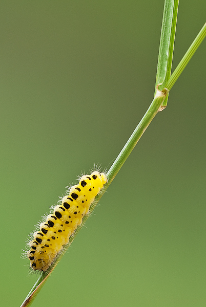 06. Platz - Norbert Heil