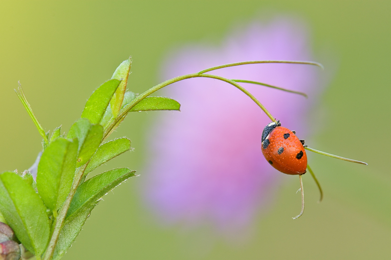 07. Platz - Qingwei Chen