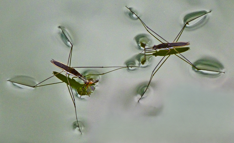 10. Platz - Hermann Bruestle