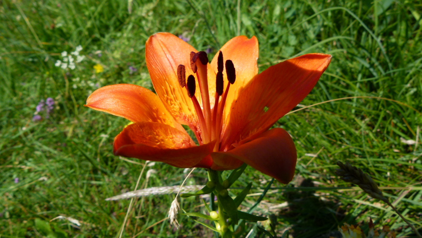 265 Am wilden Kaiser, Feuerlilie