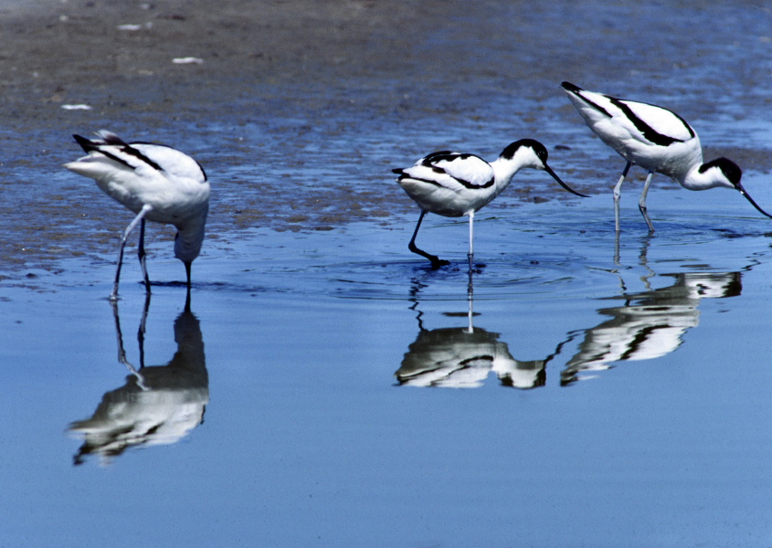 273 Texel, Saebelschnaebler