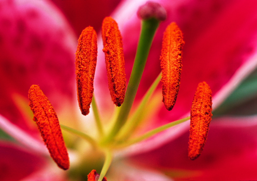 283 Lilie, Fruchtstempel