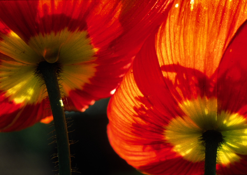 287 Tuerkischer Moon