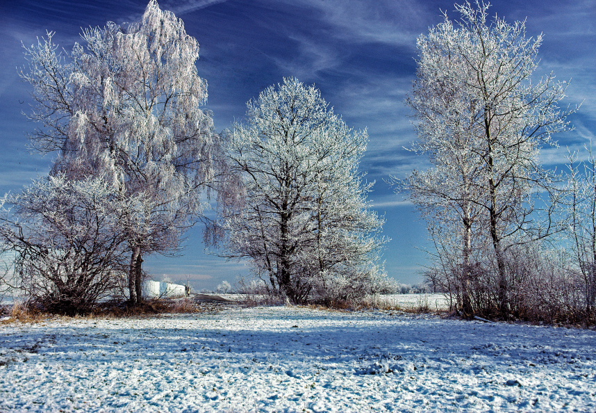 297 Birken Im Raureif