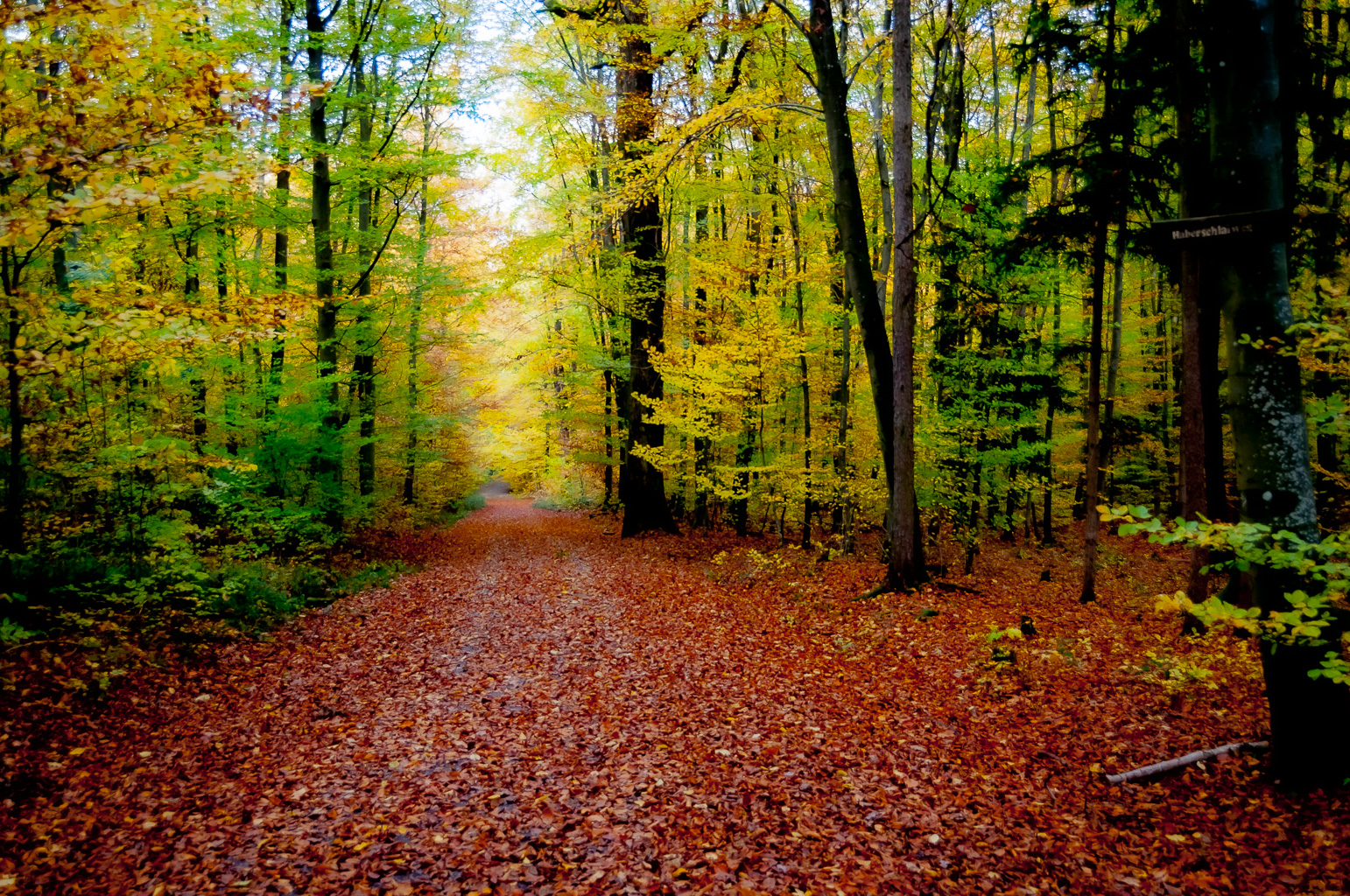 Waldweg im Herbst