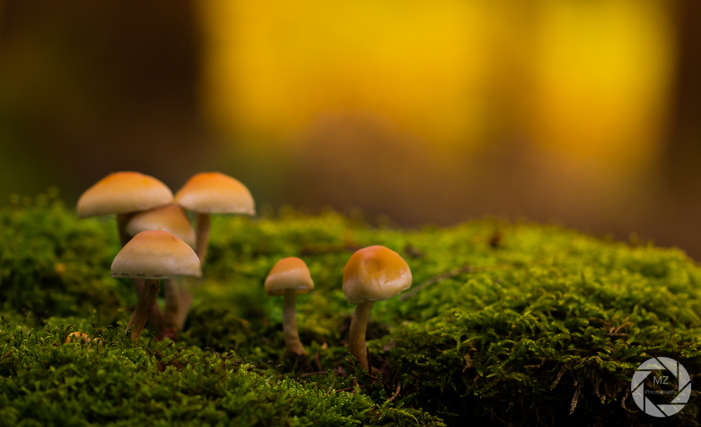 A few little mushrooms