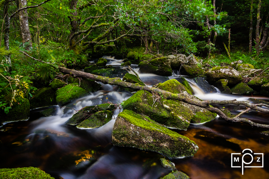 Hidden in the forest