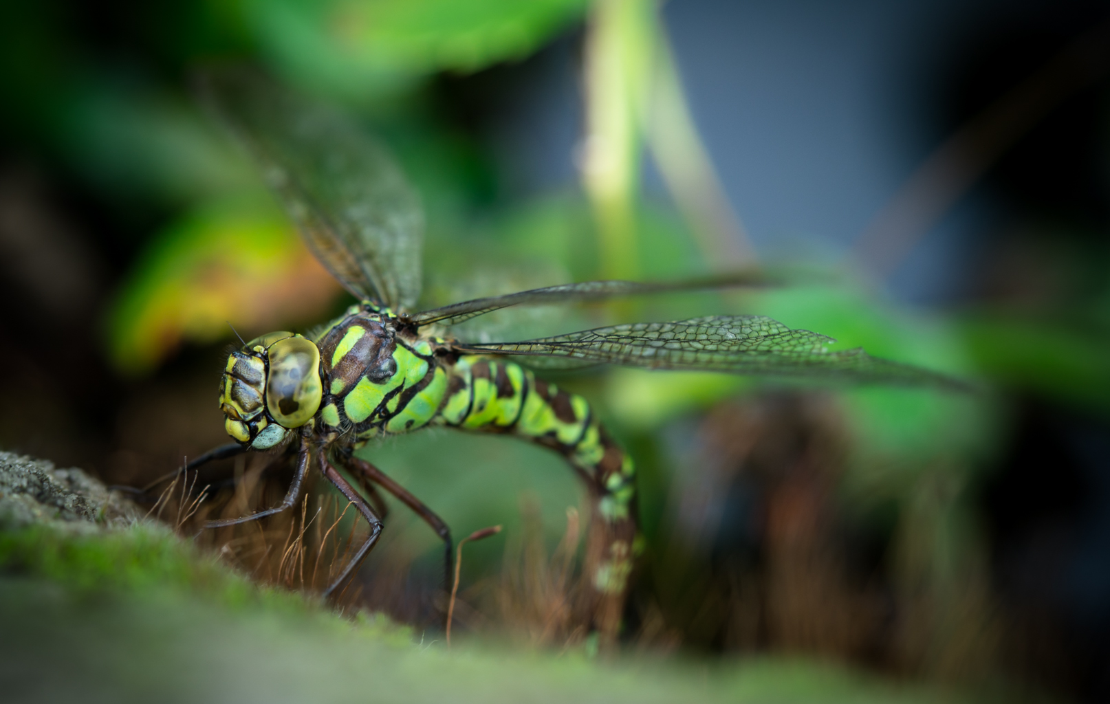 Dragonfly