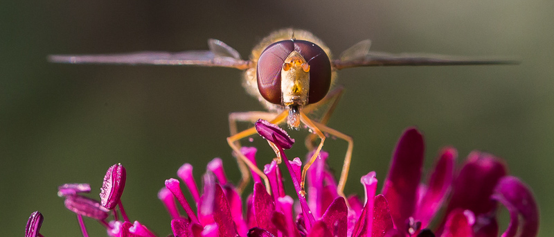 1. Platz - Albrecht Manz
