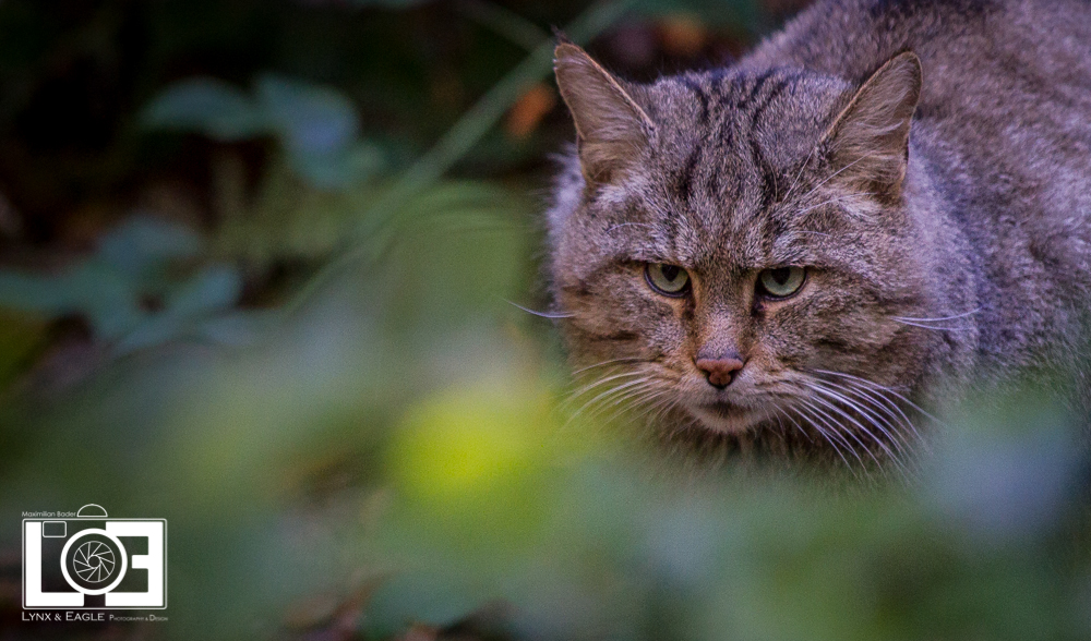 Wildkatze