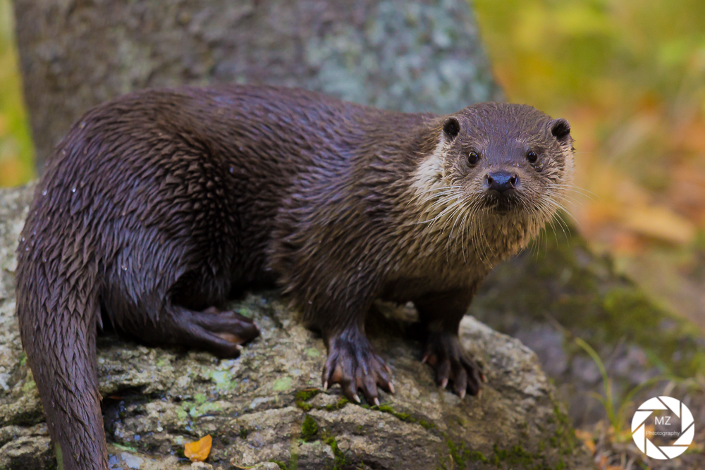 Der Blick des Otters