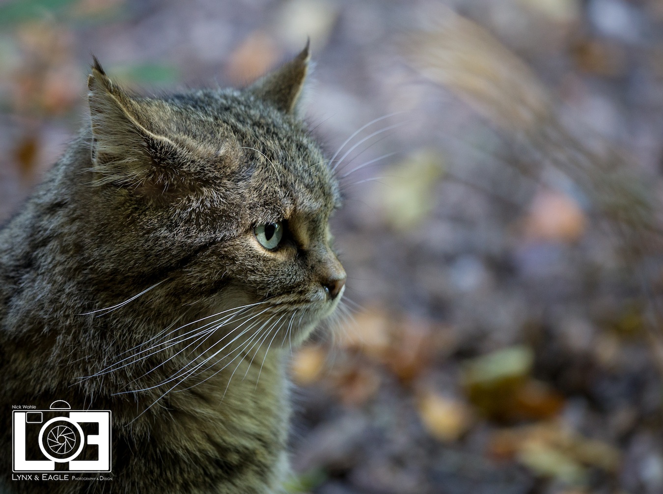 kleine Katze k(g)uckt :)