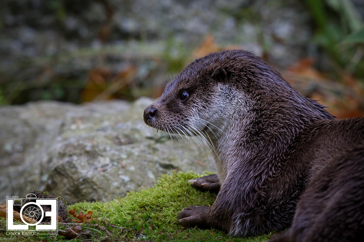 Otter 2