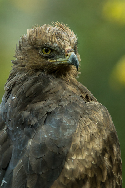 2. Platz - Nick Wahle