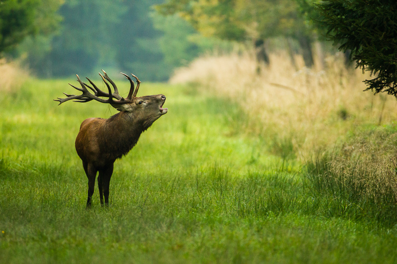 2. Platz - Maik Zinnaecker