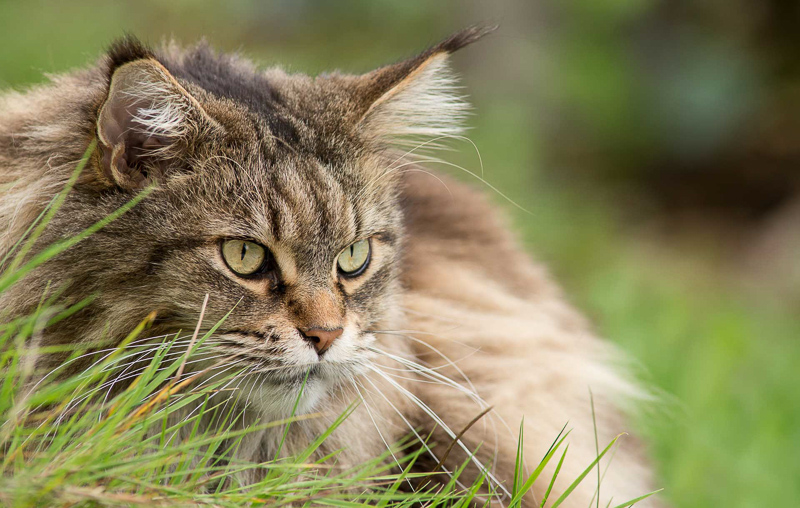 9. Platz - Peter Koenig
