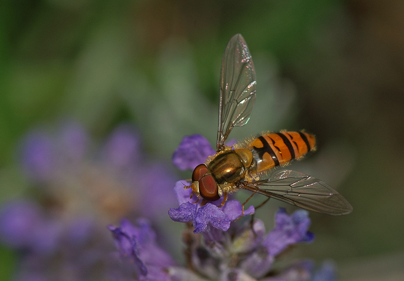 3. Platz - Dieter Ehmann