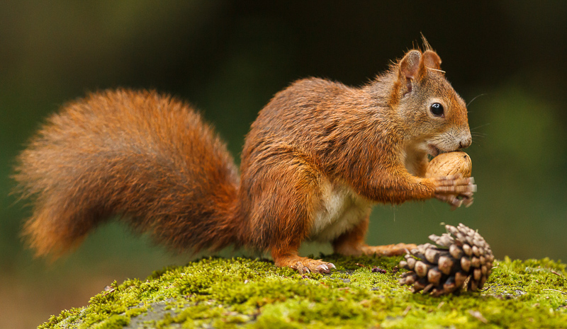 3. Platz - Ralph Stiller