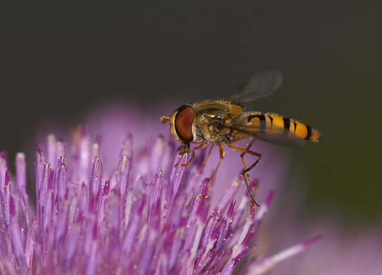 6. Platz - Dieter Ehmann