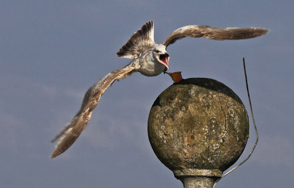 3. Platz - Hans-Dieter Roth
