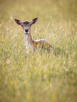 6. Platz - Ralph Stiller
