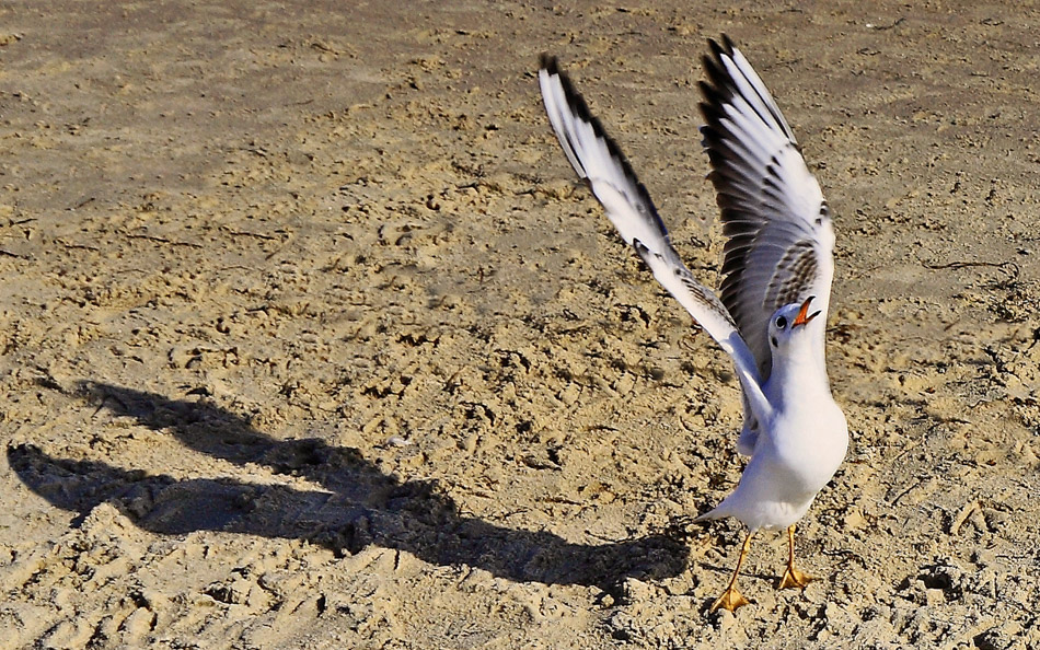 5.Platz - Hans-Dieter Roth