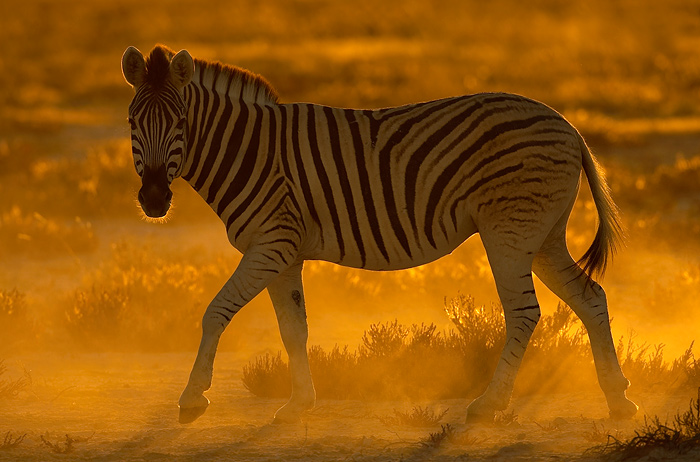 5. Platz - Harald L�ffler