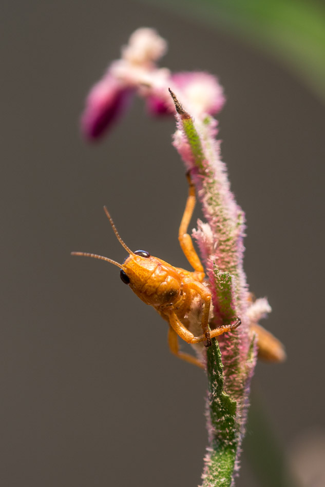 2. Platz - David Meniw