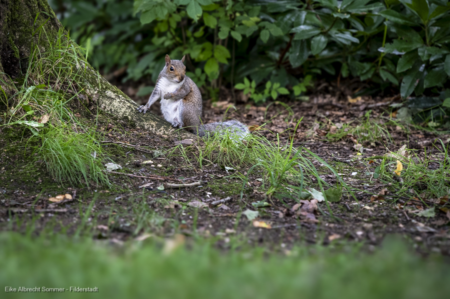 Eichhoernchen