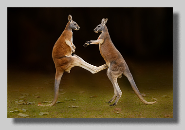 1. Platz - Harald L�ffler