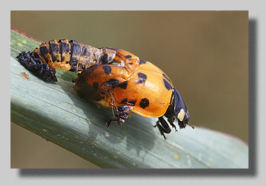 3. Platz - Angela Doerks