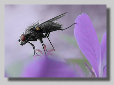 5. Platz - Hazel Reister