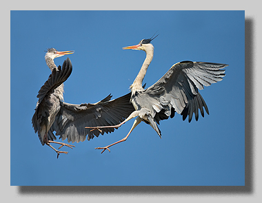 2. Platz - Harald L�ffler