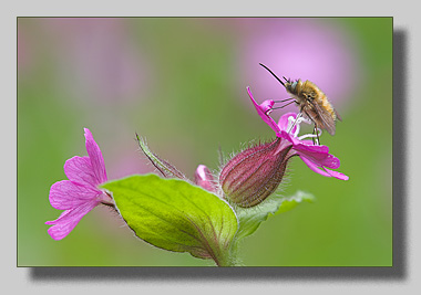 4. Platz - Qingwei Chen