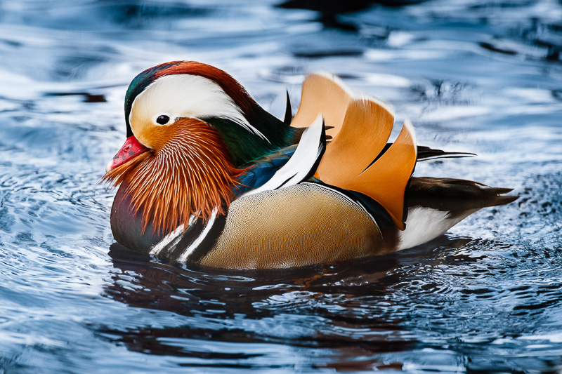 01. Platz - Ralph Stiller