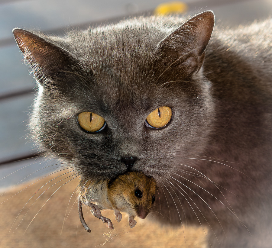 04. Platz - Heike Ziegler