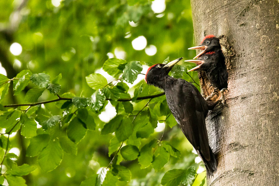 01. Platz - Leon Sterk