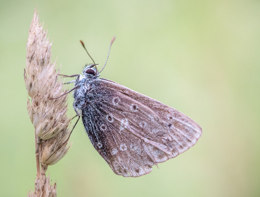 05. Platz - Charlene Smith