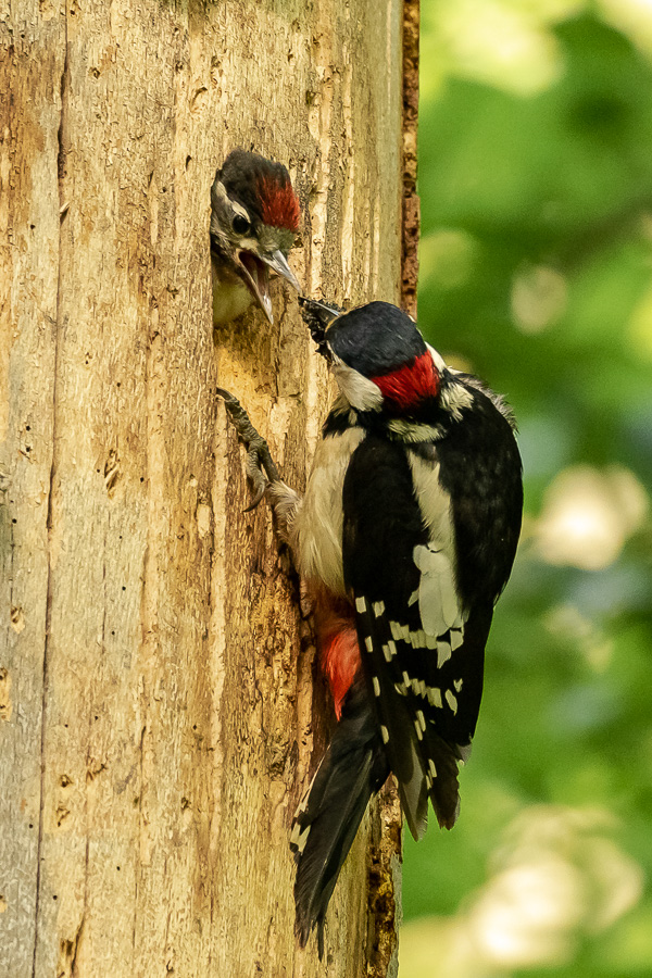 01. Platz - Leon Sterk