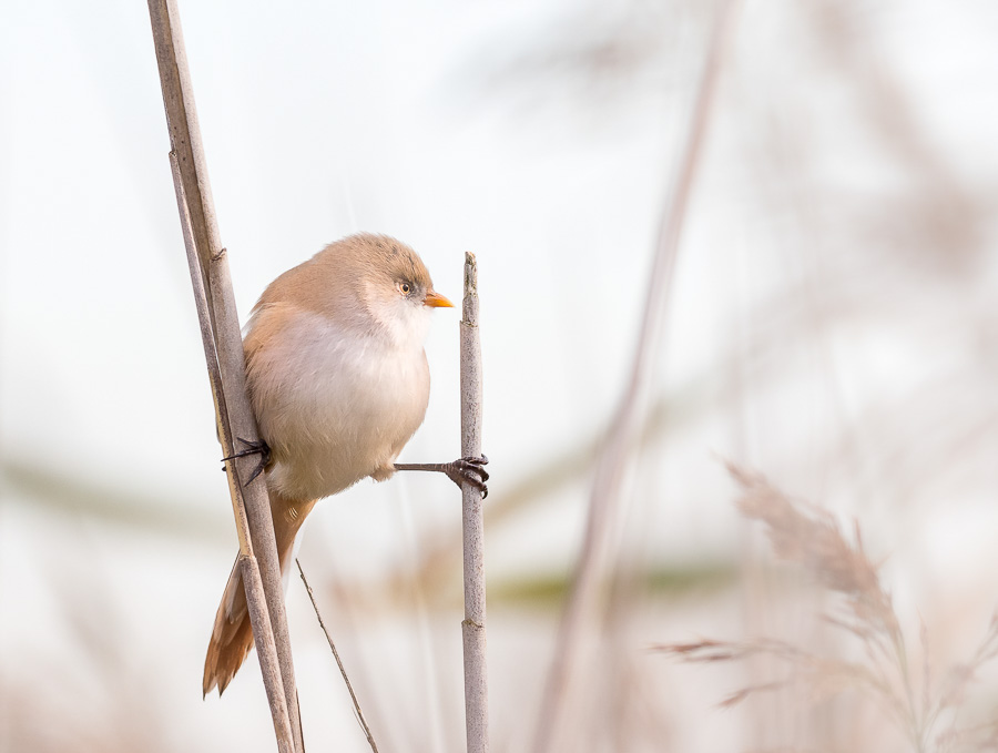01. Platz - Charlene Smith