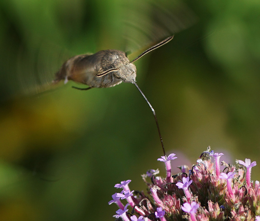 09. Platz - Dieter Ehmann