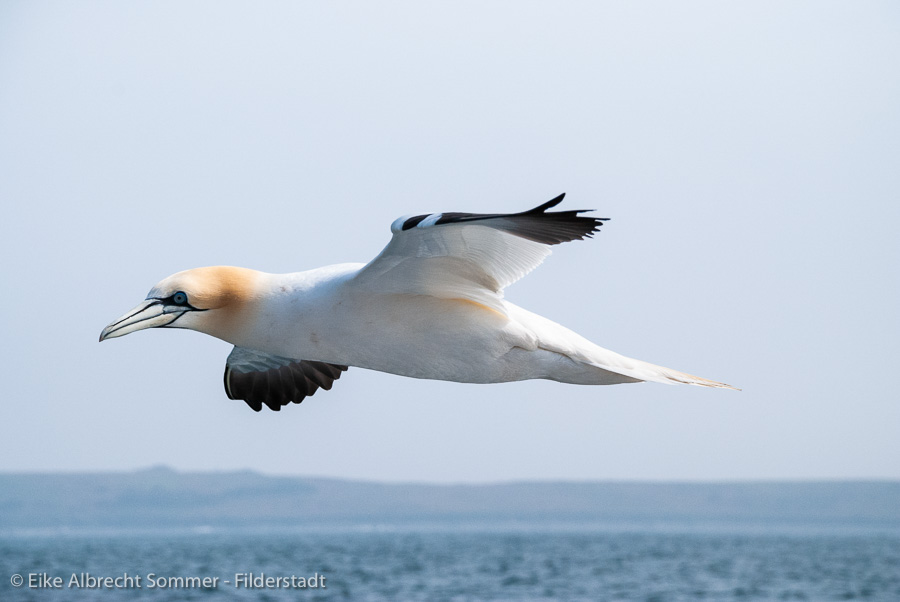 08. Platz - Eike Sommer