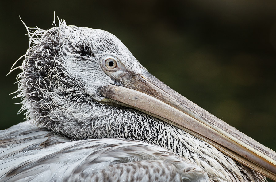 07. Platz - Ralph Stiller