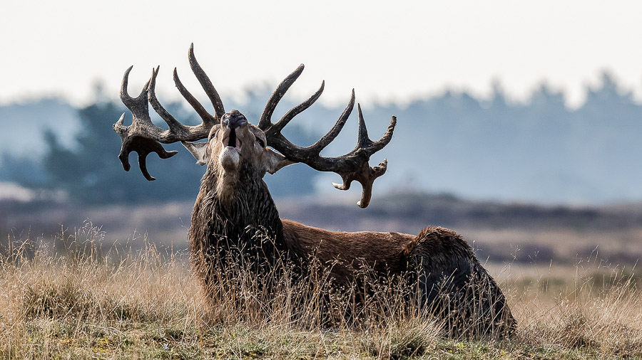 03. Platz - Leon Sterk