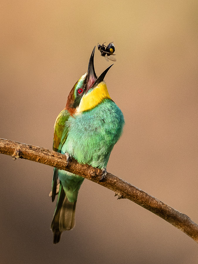 01. Platz - Ralph Stiller