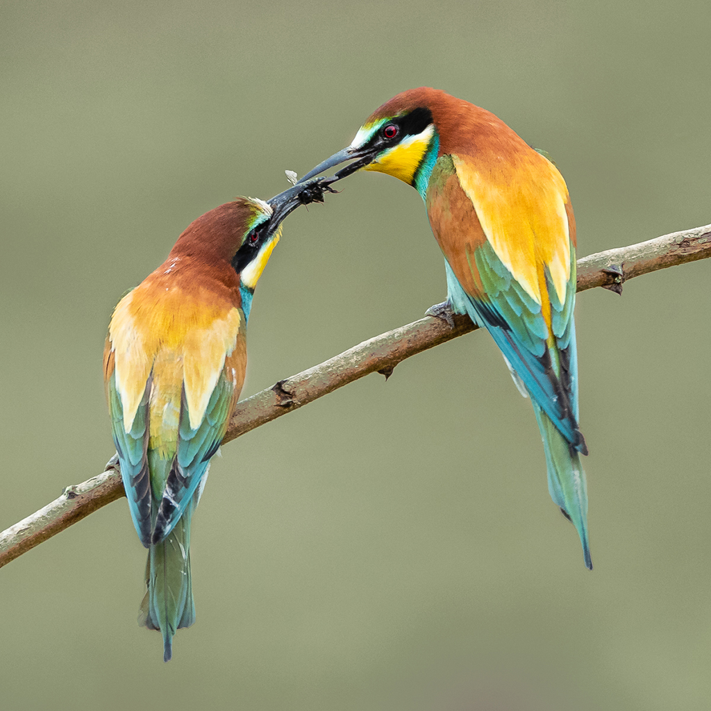 06. Platz - Ralph Stiller