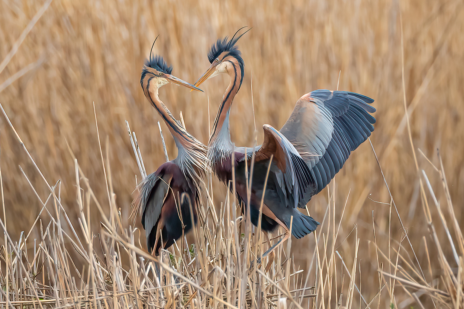 06. Platz - Ralph Stiller