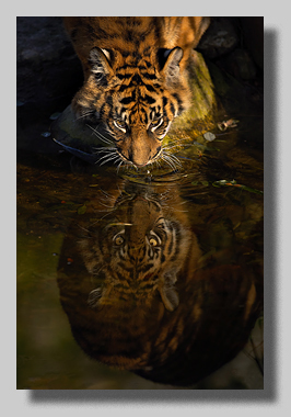 1. Platz - Harald L�ffler