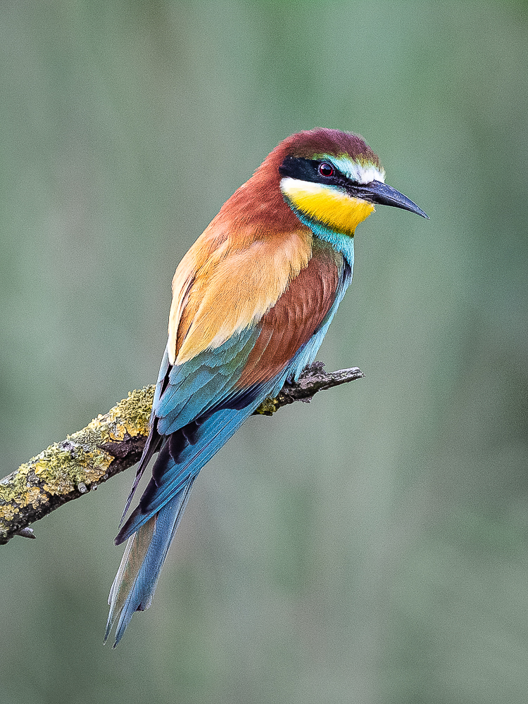 02. Platz - Ralph Stiller