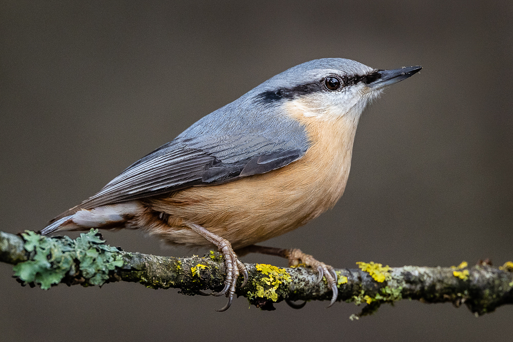 02. Platz - Ralph Stiller